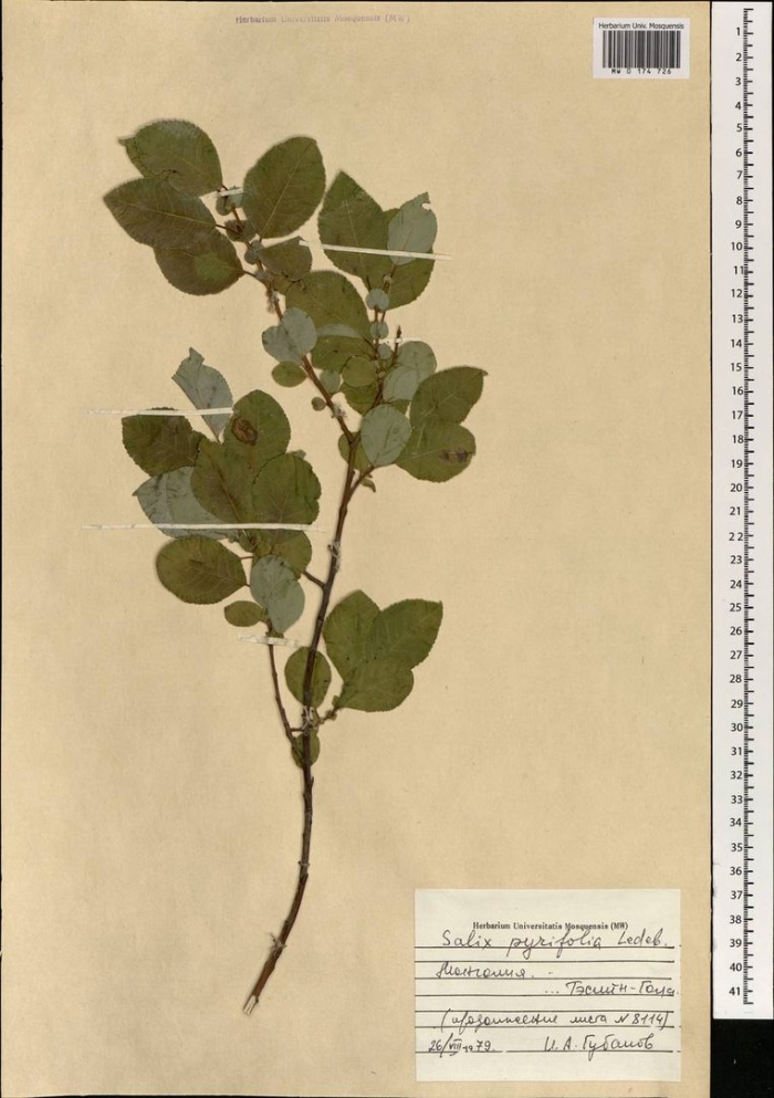 Арония черноплодная гербарий