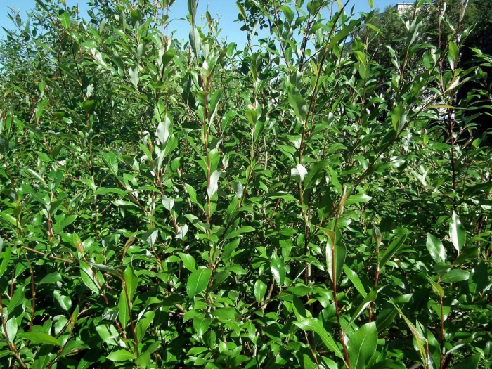 Ива филиколистная salix phylicifolia