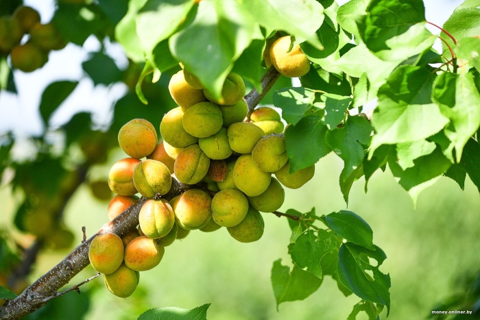 Абрикос обыкновенный триумф северный