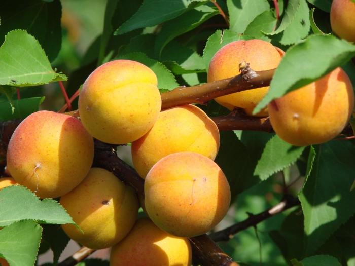 Абрикос обыкновенный манитоба