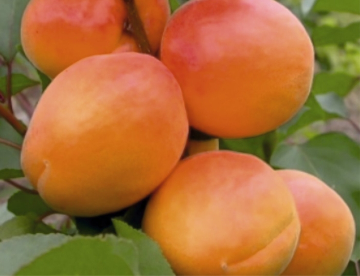 Абрикос приция