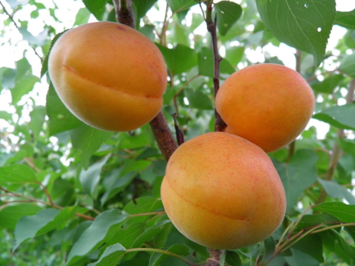 Сорт абрикоса снежинский