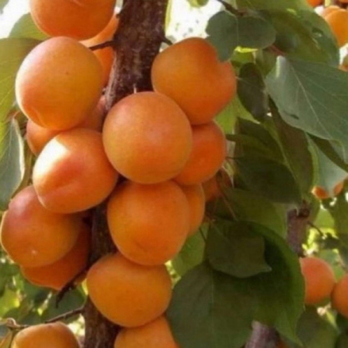 Абрикос алеша