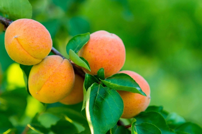 Абрикос лескоре