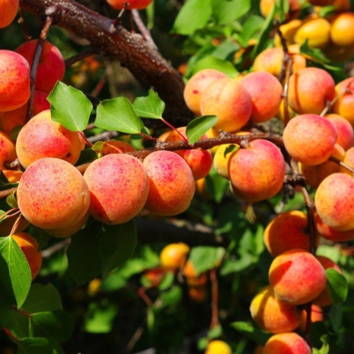 Абрикос графиня