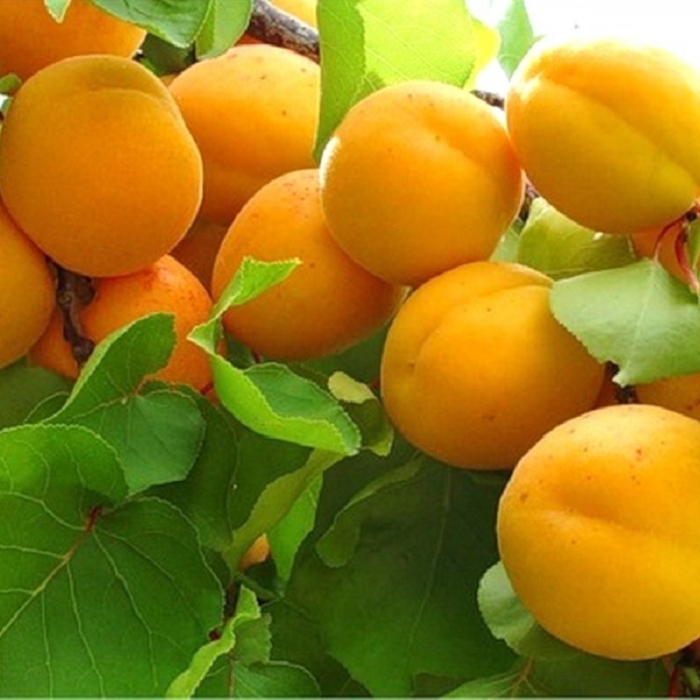 Абрикос колоновидный принц март