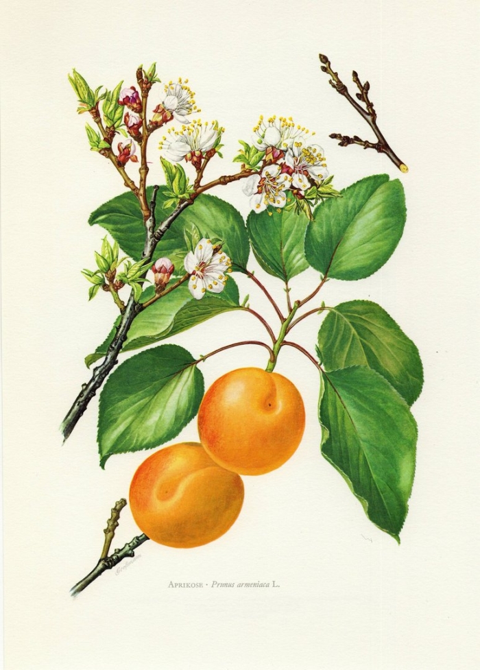Prunus armeniaca