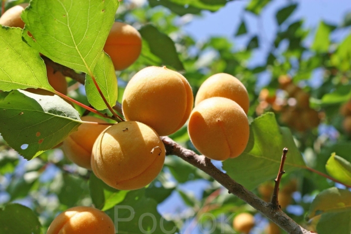 Абрикос брянский ранний