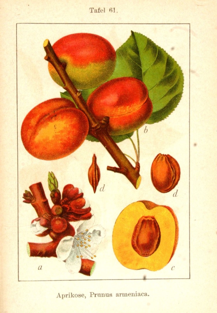 Абрикос обыкновенный плод