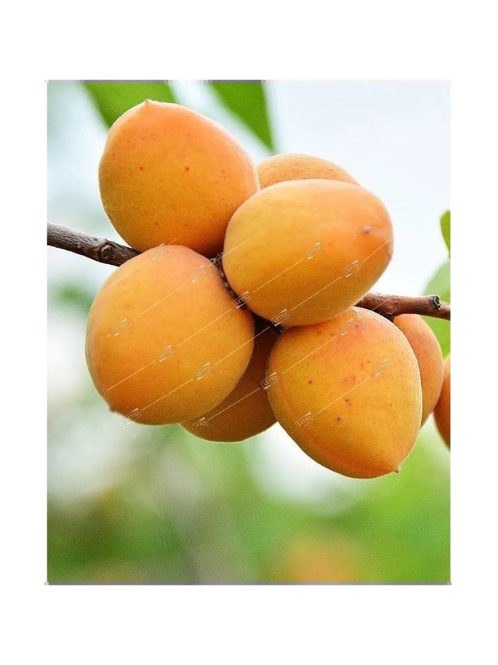 Абрикос сорт ульянихинский