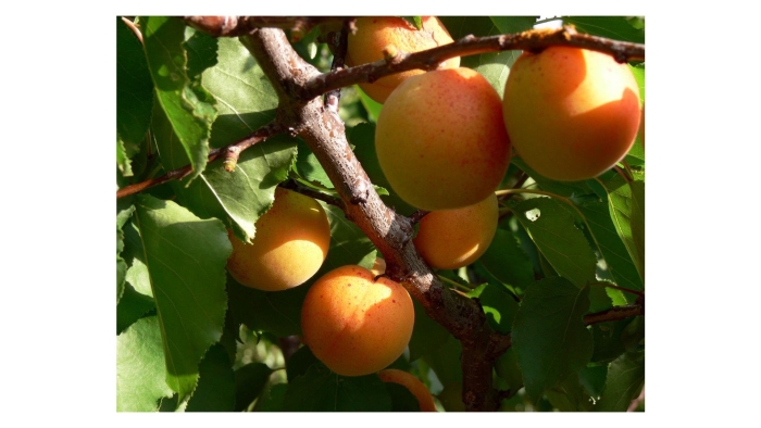 Абрикос обыкновенный armeniaca vulgaris