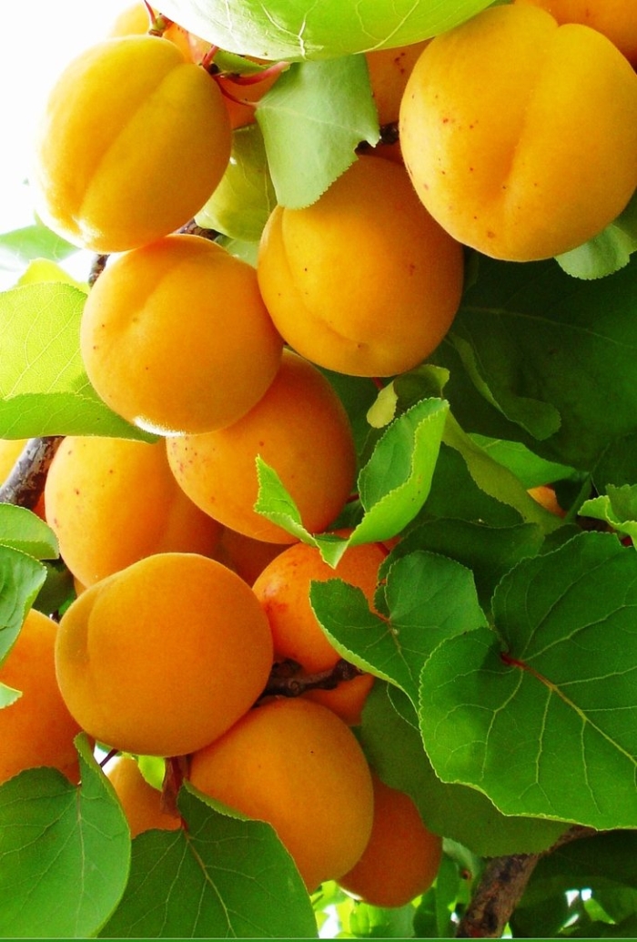 Абрикос сорт шалах