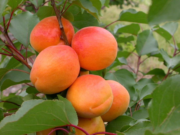 Абрикос краснощекий дерево
