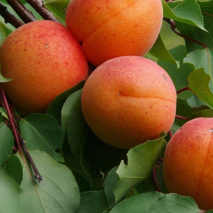 Саженец абрикоса