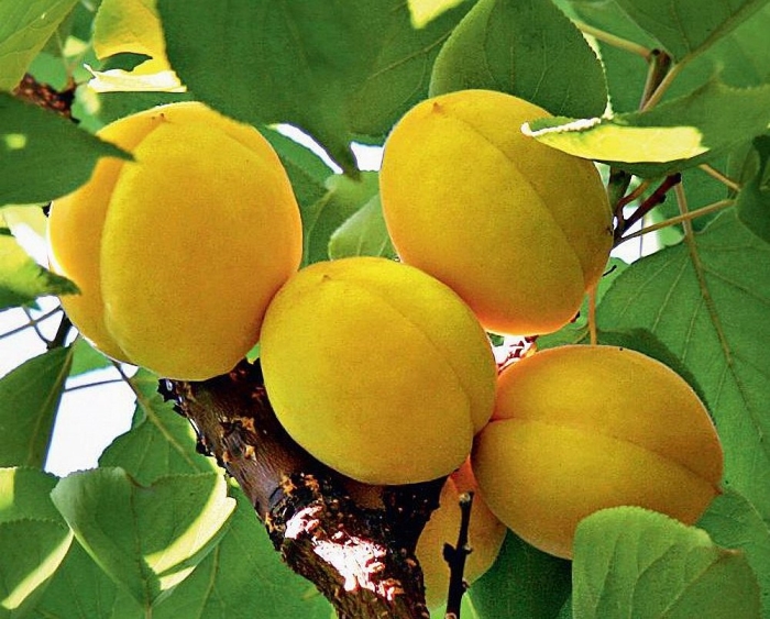 Абрикос сорт алеша