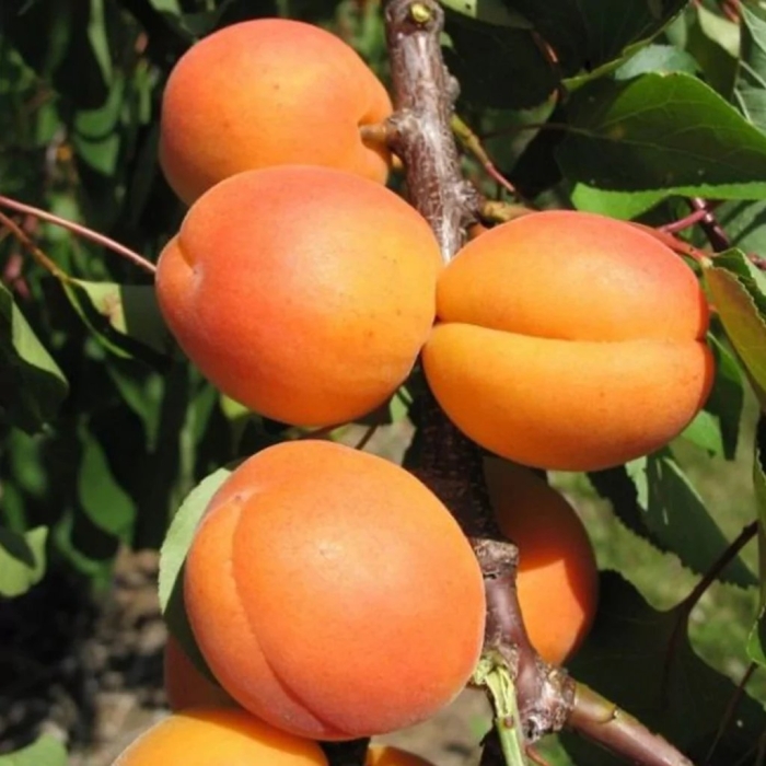 Абрикос колоновидный голд