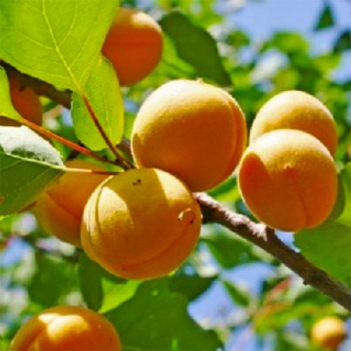 Абрикос лель