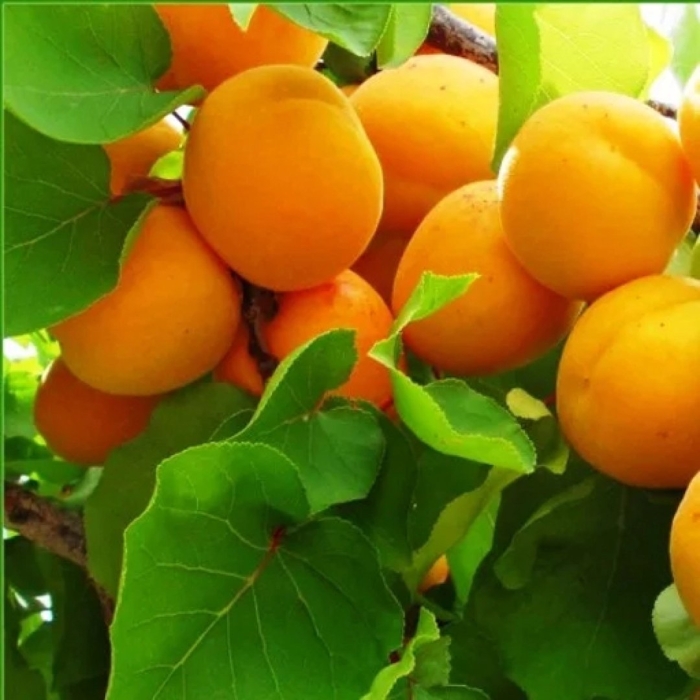 Абрикос колоновидный сорт принц март