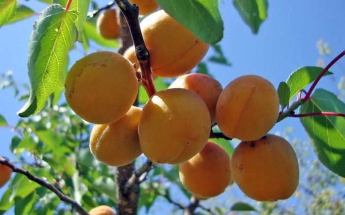 Абрикос фаворит