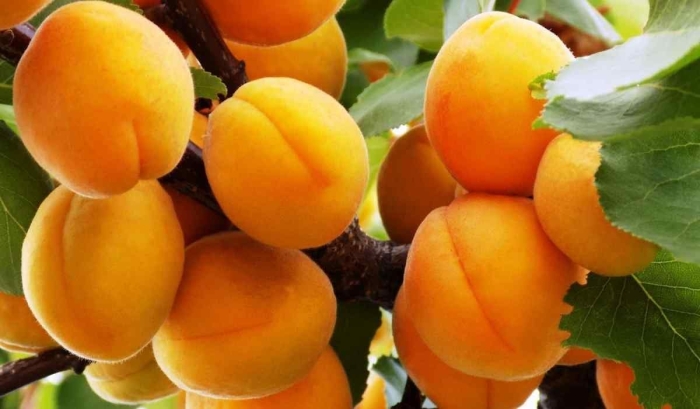 Абрикос северный триумф