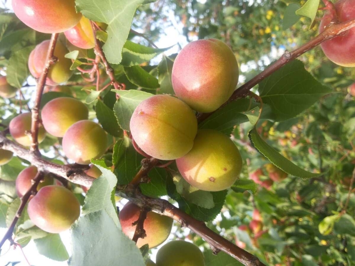 Саженцы абрикос саратовский рубин