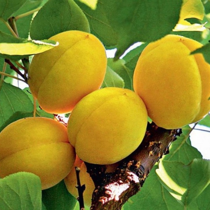 Абрикос сорта