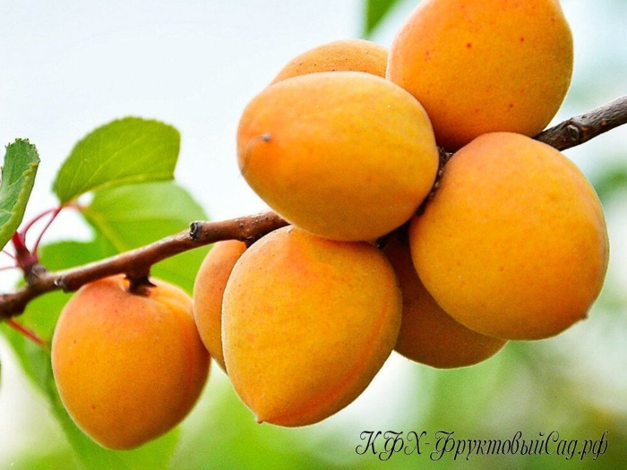 Абрикос обыкновенный ульянихинский