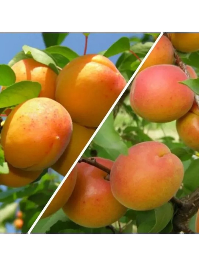 Абрикос харкот