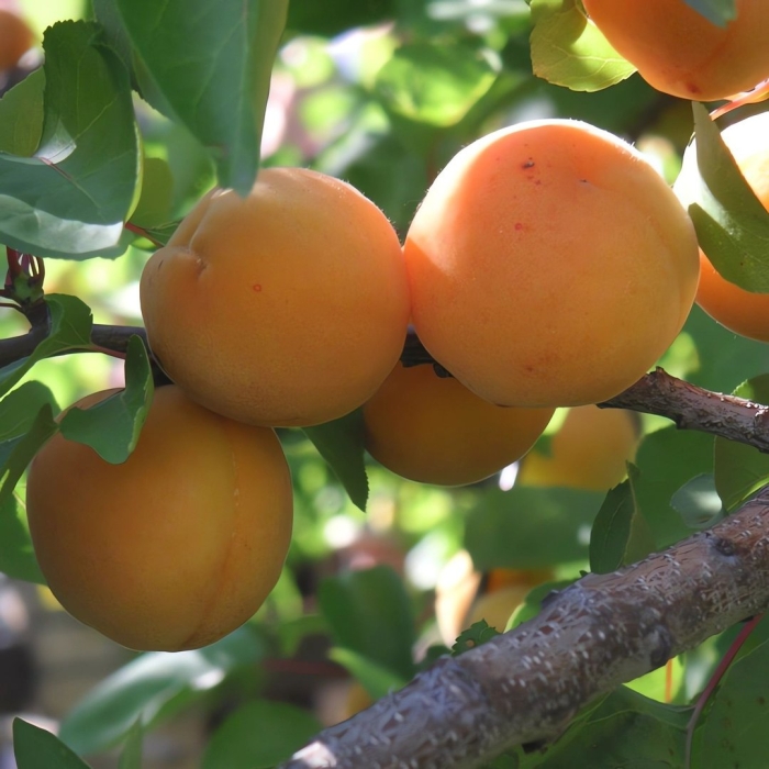 Саженцы абрикос лель