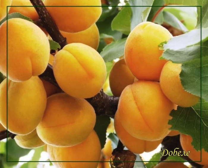 Сорта абрикоса