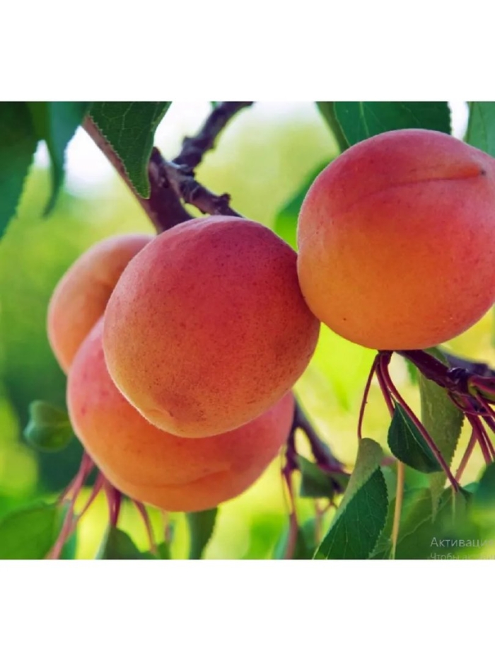 Абрикос сорта лель