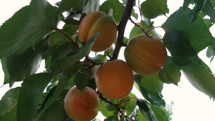 Абрикос сорта