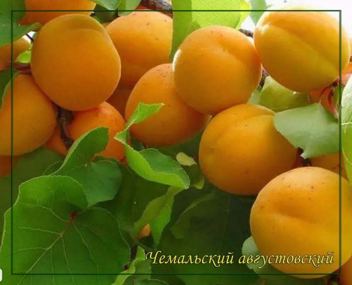 Абрикос колоновидный сорт принц март