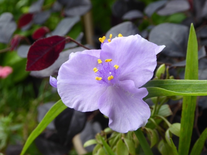 Традесканция андерсона конкорд грейп