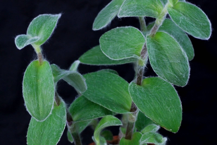 Tradescantia sillamontana