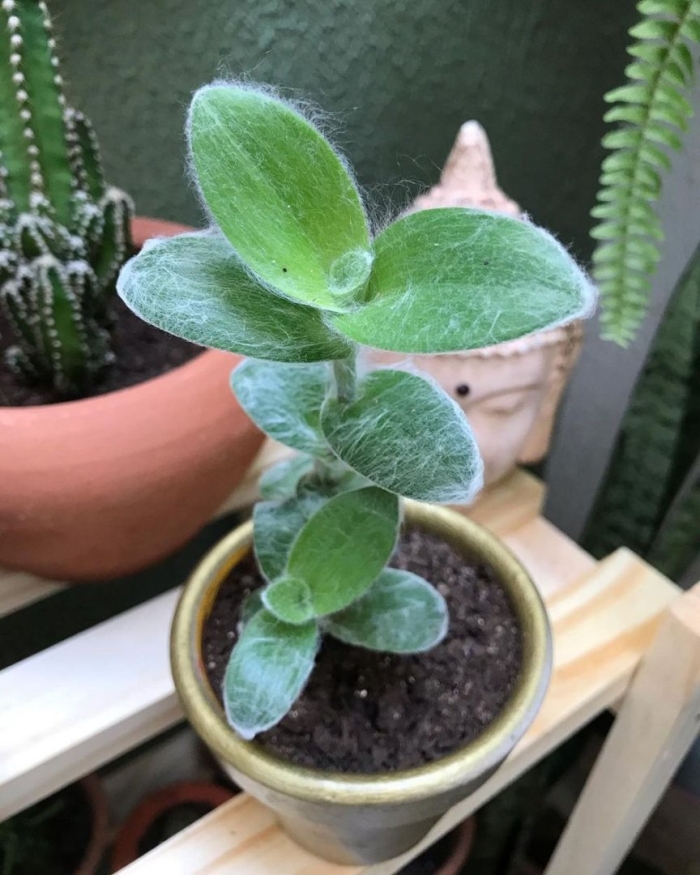 Растение традесканция