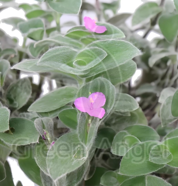 Традесканция монтана