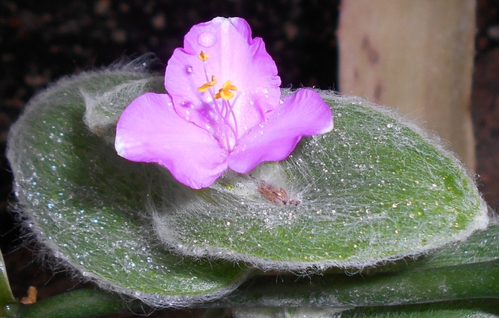 Tradescantia sillamontana