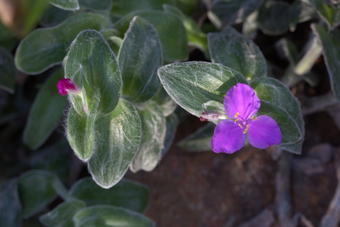 Традесканция силамонтана