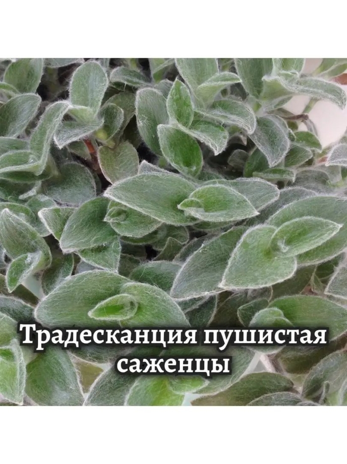 Традесканция с пушистыми листьями