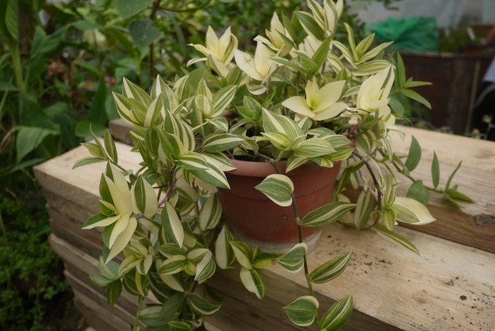 Традесканция приречная