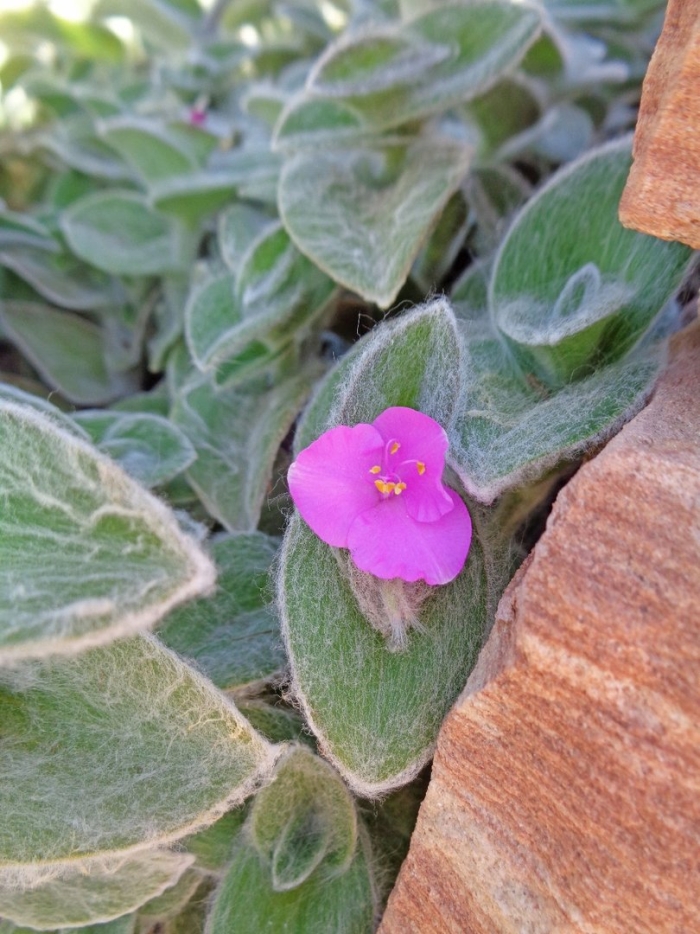 Традеска́нция силламонта́на