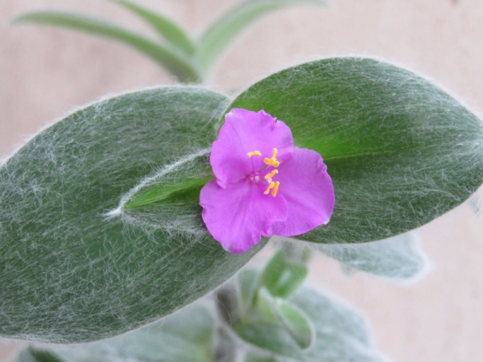 Традесканция элеганс