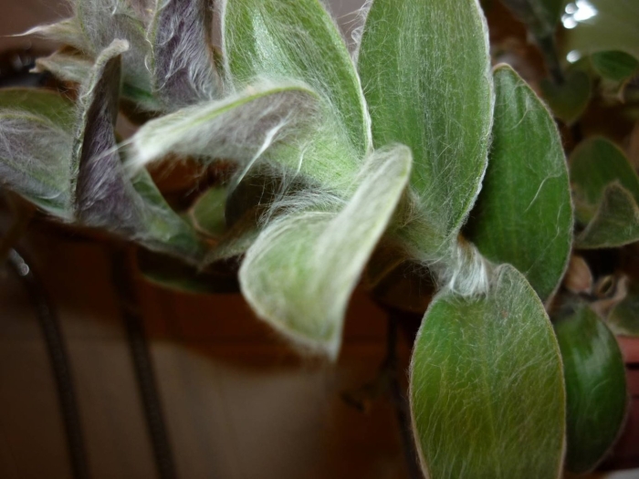 Традесканция мохнатая