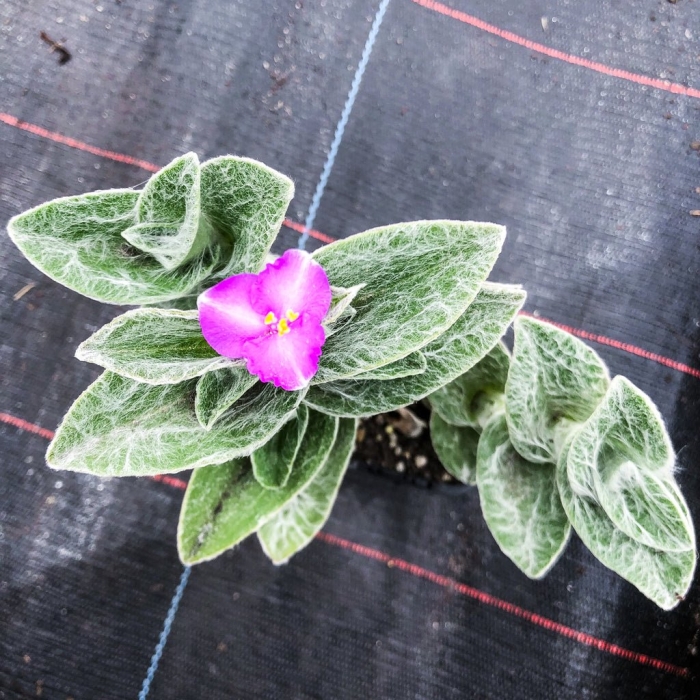 Tradescantia sillamontana