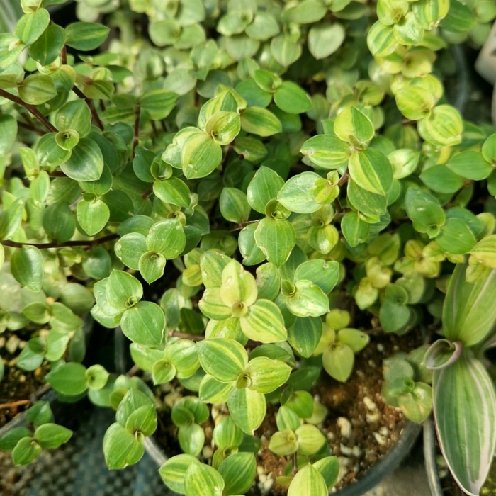 Каллизия голд