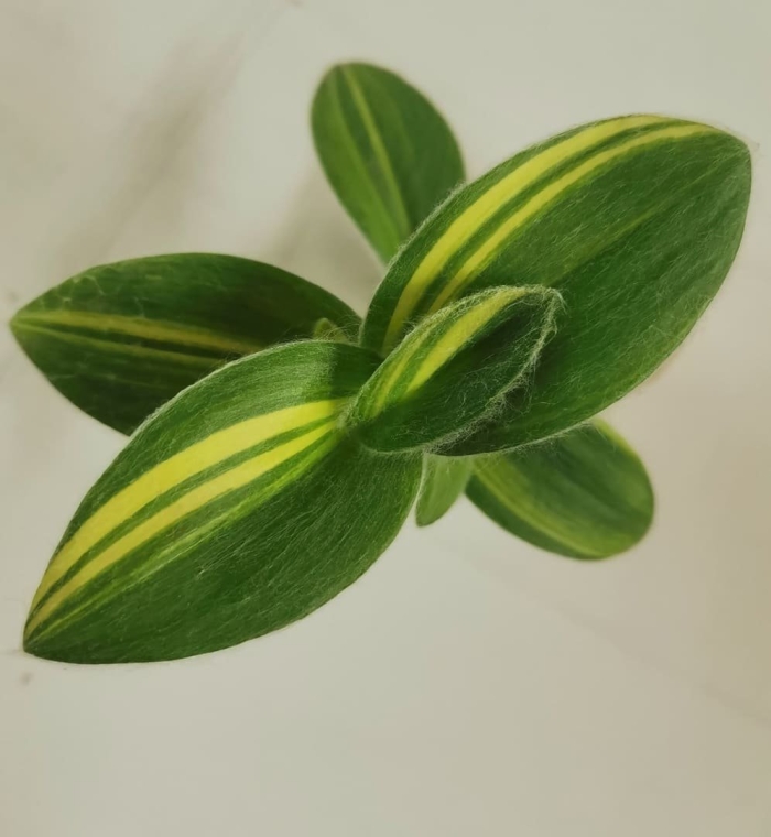 Традесканция флюминенсис вариегата