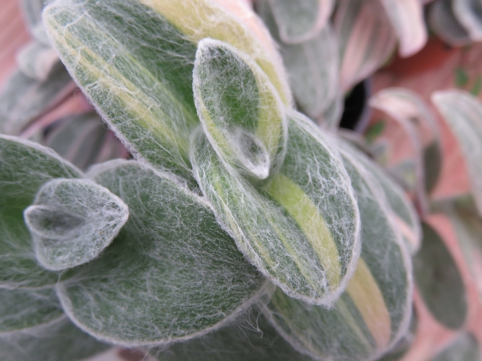 Традесканция силламонтана вариегатная