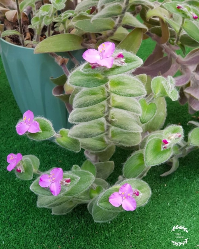 Традесканция толстянковая tradescantia crassula