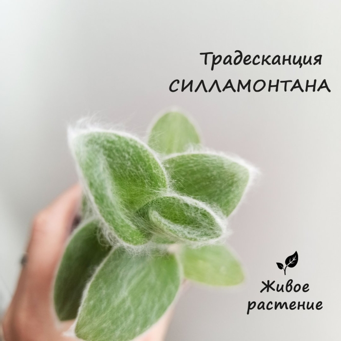 Силламонтана традесканция